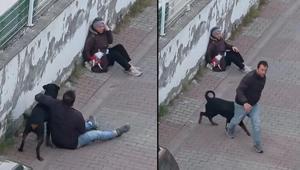 Ümraniye’de Rottweiler dehşeti Ağızlıksız köpek, küçük ırk köpeğe saldırdı, sahibi yakalandı