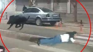 Kent merkezinde domuz saldırısı 3 kişiyi hastanelik etti, valilikten açıklama geldi