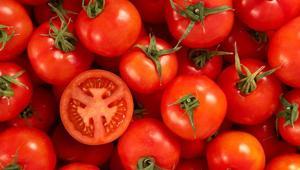Domateslerin ömrünü uzatan sır: Saplarını sakın koparmayın
