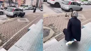 Sokak kedisine işkence Gel annem gel diyerek çağırdıktan sonra yaptığı kan dondurdu