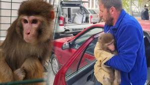 Köy yolunda büyük şok Rhesus maymunu Yozgat’ta ortaya çıktı