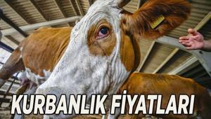 BU YIL KURBANLIK FİYATLARI 2026: Büyükbaş ve küçükbaş kurban fiyatı ve hisse fiyatı ne kadar Güncel kurban fiyat listesi