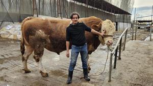 1 ton 190 kilogramlık kurbanlık boğa yarım milyon liraya satıldı