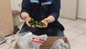 Kapıkule Sınır Kapısı’nda yolcu otobüsünde 2 bin 125 canlı yeşil alg ele geçirildi