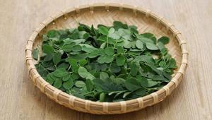 Moringa, suyun içindeki bütün mikroplastiği temizliyor Su arıtımında yeni dönem olabilir mi