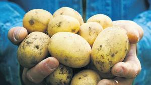 Savaş Avrupa’da patates fiyatlarını yüzde 700 artırdı