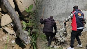3 metrelik dev yılan evin altına yuva yaptı, belediye harekete geçti: Aileme zarar verecek diye korkuyoruz