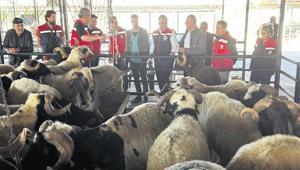 Kurban siz olmayın