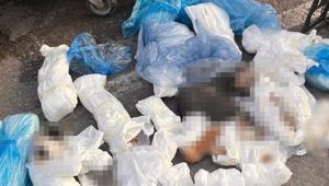 İzmirdeki 33 ölü kedi vahşetinde yeni gelişme Veterinerle ilgili verilen karar başsavcılık itiraz etti