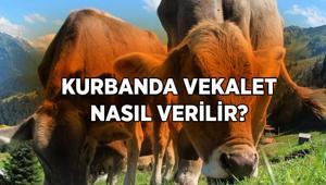 Kurban vekaleti ne zaman, nasıl verilir, vekalet verilirken ne denir Kurban vekaleti kimlere verilir