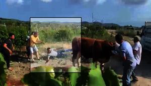 Boğa kontrolden çıktı, ortalık karıştı 6 kişiyi peşinden sürükledi, 1 kişiyi tekmeledi