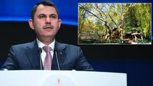 Bakan Kurum, koruma altına alınan 854 yaşındaki anıt ağacın hikayesini paylaştı