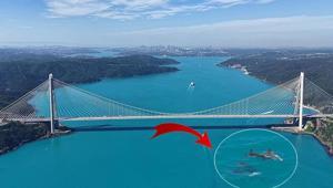 Turkuaz renge bürünen İstanbul Boğazı’nda sürpriz görüntü Bir anda ortaya çıktılar