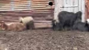 Onlarca hayvan telef olmuştu Adanadaki gizemli ölümlerin nedeni belli oldu