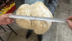 Ispartada bahçesini temizlerken buldu Tam 3 kilo 470 gram...