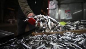 Türkiye hamsi ihracatından 7,3 milyon dolar kazandı