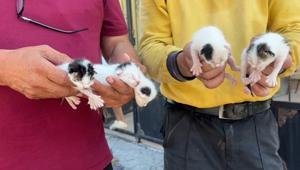 Temizlik görevlileri sesleri duydu Çöpteki ağzı bağlı poşetten 5 yavru kedi çıktı