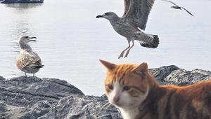 İstanbul’un martıları miyavlıyor Kedi mamasıyla daha güçlüler