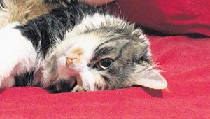 Boşanmada 3 kedi için karar Masrafını ödeyecek ama göremeyecek