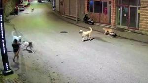 Orduda küçük çocuk sokak köpeklerinin saldırısına uğradı