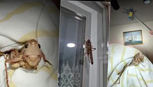 Tarım ve Orman Bakanlığından çekirge istilası iddialarına açıklama