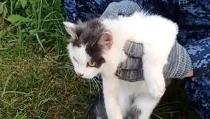 Cezaevine uyuşturucu taşıyan kurye kedi yakalandı Üzerindeki düzenek şaşkına çevirdi