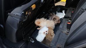 Kapıkulede aracın gizli bölmesinden 5 pomeranian yavrusu çıktı