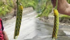 Rizede ortaya çıkan dev tırtıl panik yarattı Uzunluğunu gören şoke oldu