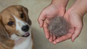 Sıcaklar tüy dökülmesini artırıyor Kedi ve köpeklerin bakımı nasıl olmalı
