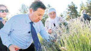 Lavanta kokusu Muğla’ya yayıldı