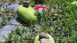 Karpuzun üstüne taş koyuyorlar Çinlilerin tek bir hamlesinde yüzyıllık tarım bilgisi var