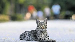 Diyarbakır’da ‘kuduz’ alarmı Kedi ısırdı entübe edildi