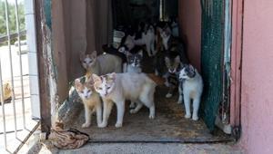 Evden 100 kedi çıktı Şaşkına çeviren manzara