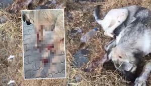 Köpeği yaraladı, yavrusunu öldürdü Ev hapsi verildi