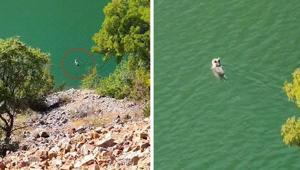 Belgeselleri aratmayan görüntüler Tunceli’den Ayının yüzme keyfi kamerada