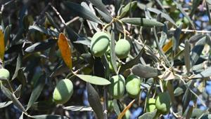 Bursa’da 1500 yıllık zeytin ağacı görenleri hayran bıraktı Asırlara meydan okuyan canlı tarih