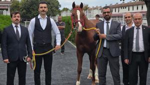 13 safkan Arap elit tay için dudak uçuklatan rakam: 51 milyon 600 bin liraya satıldılar