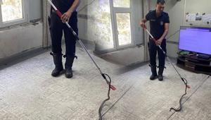 Şoke eden anlar Metrelerce uzunluktaki yılan eve girdi