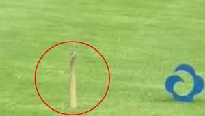 Golf deliğinden çıkan hayrete düşürdü Gördüğüne inanamadı