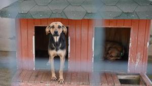 Yangında kurtarılan köpekler yuva bekliyor