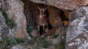 Erzincan’da 3 bin 549 metrede yaban keçileri görüntülendi Yavrularıyla kayalıklarda ilerlediler