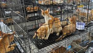 Restoranlara satmak için çalıyorlar: Kedi hırsızı çetelere baskın