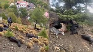 Kahramanmaraş’ta sürüye yıldırım düştü: 20 keçi telef oldu