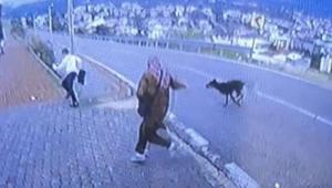 Bursada köpek dehşeti Kaçmaya çalışan çocuk bacağını kırdı