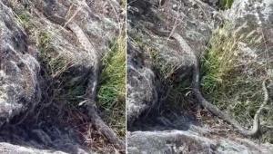 Aksarayda göl kenarında yürüyüş yaparken 3 metre yılanla karşılaştı