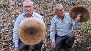 Ormanda görünce şaştı kaldı Dev şemsiye mantarının boyu 40 santimetreye yaklaştı, sepete sığmadı