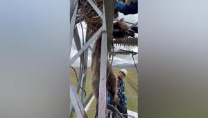 Elektrik direğinde asılı kaldı Görenler ekiplere haber verdi: Akım kesilerek indirildi