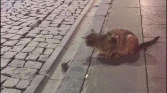Kedi oyun, fare can derdinde