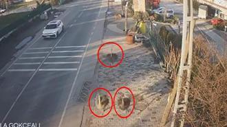 İşletmeden kaçan deve kuşları ortalığı birbirine kattı 