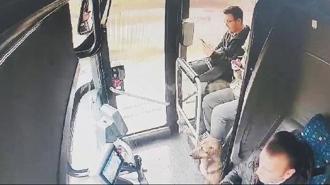 Yağmurdan kaçan köpek çareyi otobüse sığınmakta buldu 